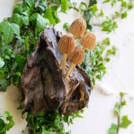 Small carved wood mushrooms on a dark root formation, hung on a white wall with ivy, Indonesia