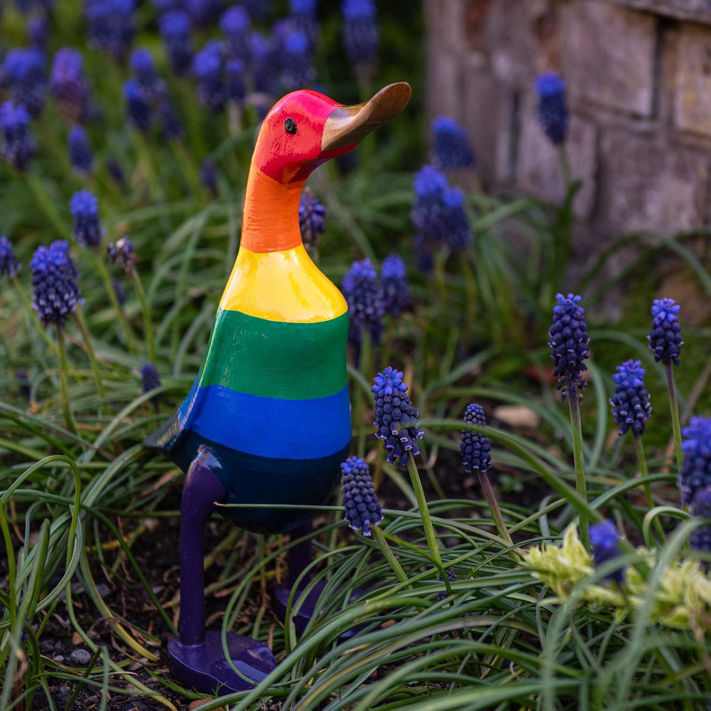 Rainbow bamboo root duck standing among blue muscari flowers, side view showing red head and violet legs